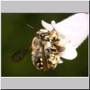 Anthidium manicatum - Grosse Wollbiene 02 Paarung.jpg
